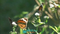 蝴蝶花丛中嬉戏采花高清实拍视频素材
