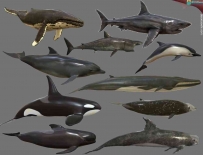 鲨鱼、鲸鱼、海豚各种大型鱼类3D模型