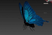 蓝色的飞舞蝴蝶3D模型（带动画和贴图）