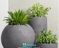 3D盆景植物 现代绿植盆栽3D模型下载