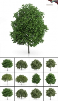42套景观树木C4D模型 含柳树,雪茄树,鹿角漆树,梧桐,胡桃树等
