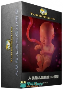 人类胎儿高精度3D模型 Turbosquid Human Fetus