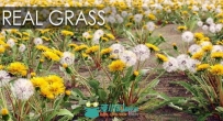 140组高逼真草与花卉3D模型库 VIZPARK REAL GRASS FOR CINEMA4D MODO OBJ FBX LIGH...