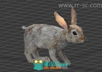 现实萌宠小兔子3D模型