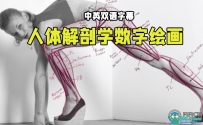 人体解剖学手脚头脸骨骼肌肉等数字绘画大师级视频教程