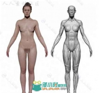 女性完整身体超精细雕刻3D模型 3DSCANSTORE NEW FEMALE éCORCHé