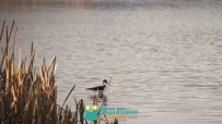 黑颈长脚鹬鸟湖中觅食实拍视频素材