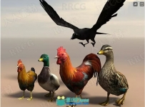 鸟禽类动物3D角色Unity游戏素材资源