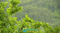 山里下雨实拍视频素材