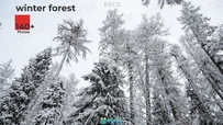 140组冬天森林树木冰雪河流小路等高清参考图片合集