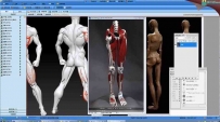 解剖结构 人体动态 原画设计直播课堂的录制视频教程