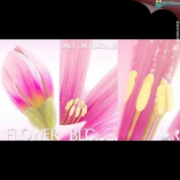 花瓣开花Logo动画展示AE模板