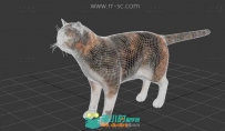 可爱的短毛小猫3D模型