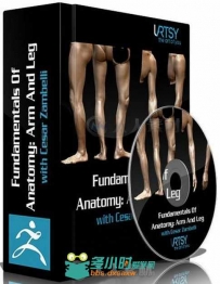 ZBrush人物胳膊与腿雕刻艺术制作视频教程 ZBrushworkshops Fundamentals Of Anatom...