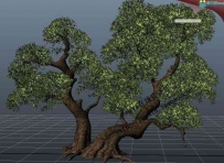 maya超写实树木模型素材 布线很好带贴图