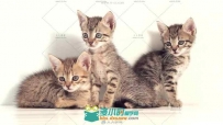 三只可爱的小猫咪简单画面高清实拍视频素材