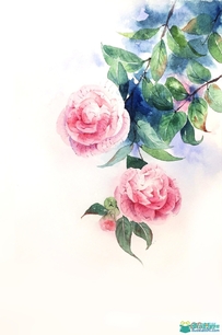 小清新写实文艺水彩植物 花卉手绘临摹素材163p
