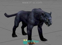 面带杀气的黑豹3D模型