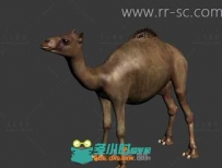 可爱的骆驼3D模型