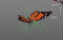 蝴蝶3D模型（带骨骼绑定+可直接做动画+C4DMax+maya）