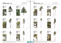 80组针叶树木植物高清参考图片合集