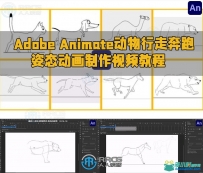 Adobe Animate动物行走奔跑姿态动画制作视频教程