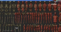 人体结构肌肉图片2630P zbrush 3d艺用人体解剖素材
