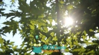 树间阳光高清实拍视频素材 Videohive Leaf In The Sun 8232259 Stock Footage