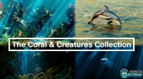 海底世界珊瑚植物动物等模型Blender插件