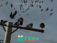 灵活成群黑色空中乌鸦动物角色3D模型Unity游戏素材资源