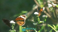 蝴蝶花丛中嬉戏采花高清实拍视频素材