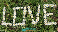 草地上花朵摆放LOVE形状浪漫婚礼高清实拍视频素材