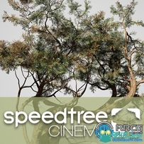 SpeedTree Modeler Cinema Edition树木植物实时建模软件V9.1.1