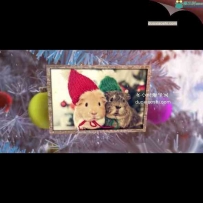 新年圣诞树相册动画AE模板