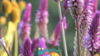 蝴蝶采紫色花花粉视频素材