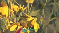 蜜蜂采蜜在花朵走动视频素材