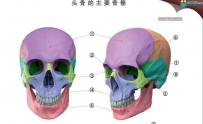 人体面部解剖权威教材中文译本-面部表情艺用解剖-pdf-331M