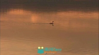 夕阳下的湖中天鹅高清实拍视频素材