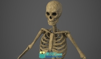 人体骨骼骨架 PBR材质 3D低模.unity