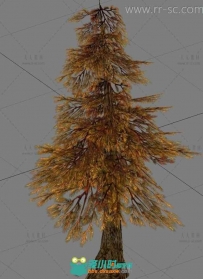 两个枯黄的松树3D模型
