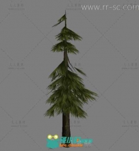 现代通用松树3D模型