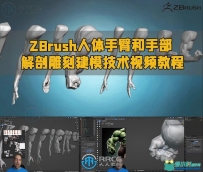 ZBrush人体手臂和手部解剖雕刻建模技术视频教程