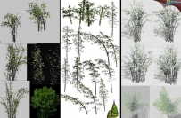 各种翠竹 竹子3D模型合集下载