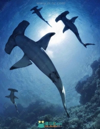 活泼自由大型海底锤头鲨3D模型合集
