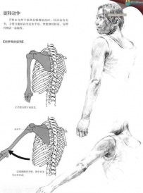 人体结构写生应用手帖PDF 设计师必备