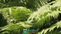 蕨类植物高清视频实拍素材