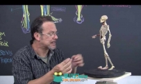 人体肌肉骨骼视频