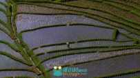 航拍农民水稻插秧视频素材
