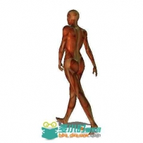 传统肌肉绘画1439张人体动态解剖原画插画图集