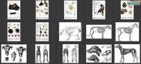 原画设计素材 动物结构参考资料集